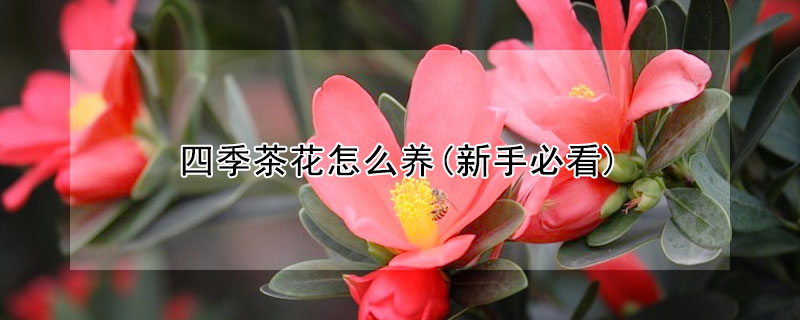 四季茶花怎么養(yǎng)(新手必看)