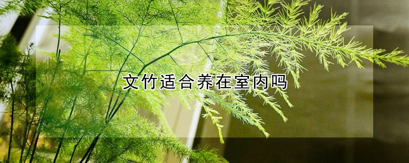 文竹適合養(yǎng)在室內(nèi)嗎