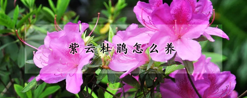 紫云杜鵑怎么養(yǎng)