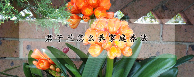 君子蘭怎么養(yǎng)家庭養(yǎng)法