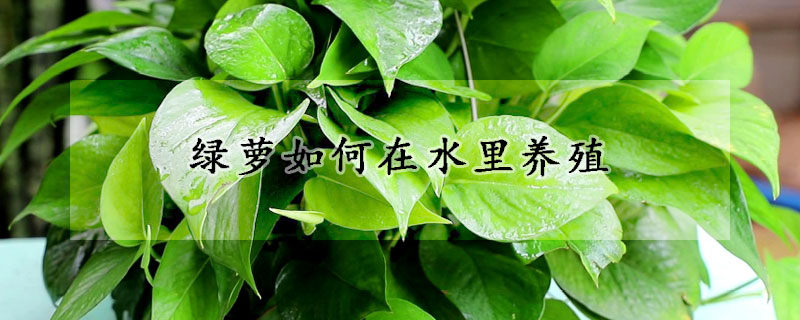 綠蘿如何在水里養(yǎng)殖