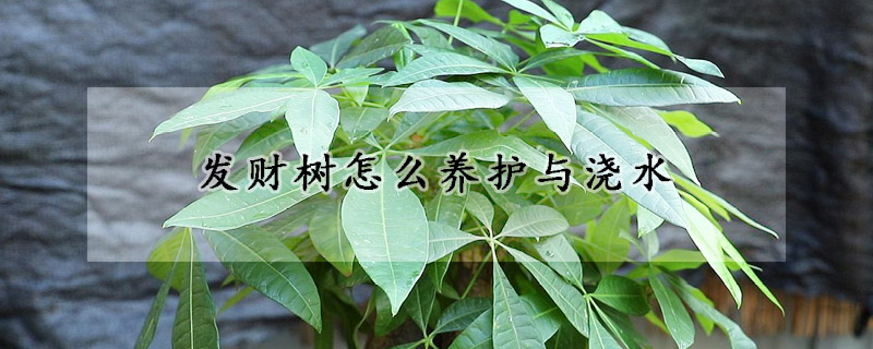 發(fā)財(cái)樹怎么養(yǎng)護(hù)與澆水
