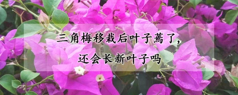 三角梅移栽后葉子蔫了,還會(huì)長(zhǎng)新葉子嗎