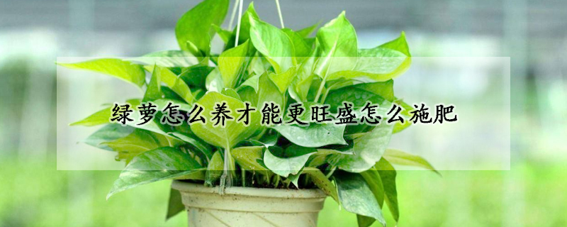 綠蘿怎么養(yǎng)才能更旺盛怎么施肥