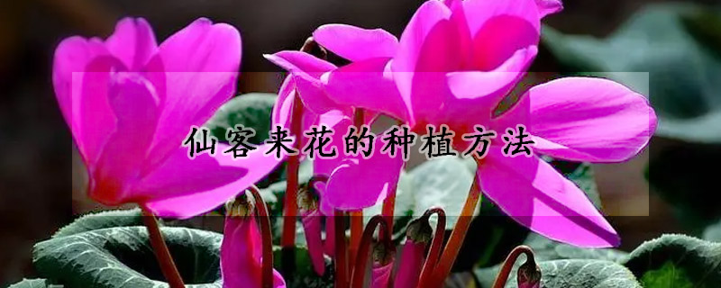 仙客來(lái)花的種植方法
