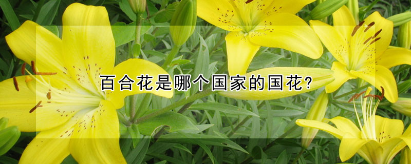百合花是哪個(gè)國(guó)家的國(guó)花