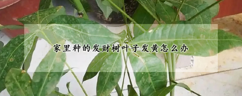 家里種的發(fā)財(cái)樹葉子發(fā)黃怎么辦