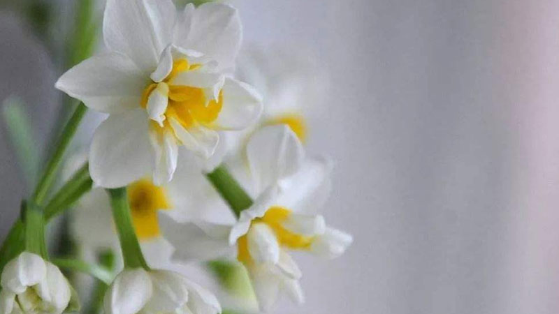 水仙花開(kāi)花后怎么處理成種球