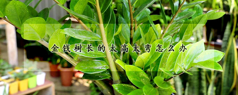 金錢樹(shù)長(zhǎng)的太高太彎怎么辦