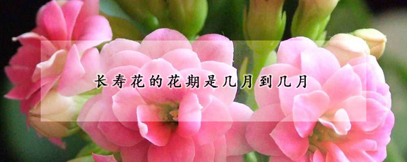 長壽花的花期是幾月到幾月