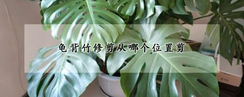 龜背竹修剪從哪個(gè)位置剪