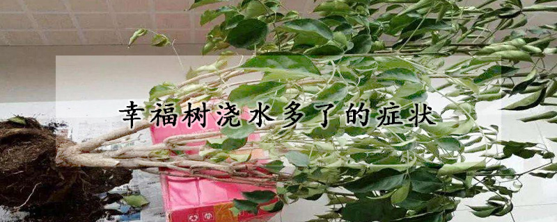 幸福樹澆水多了的癥狀