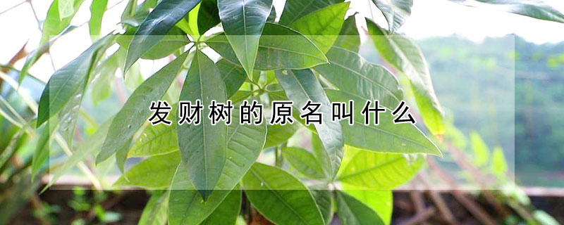 發(fā)財(cái)樹的原名叫什么
