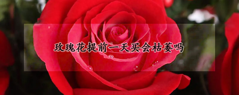 玫瑰花提前一天買會(huì)枯萎嗎