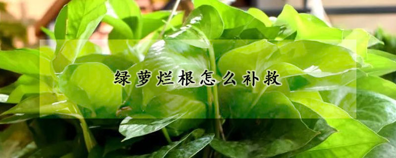 綠蘿爛根怎么補(bǔ)救