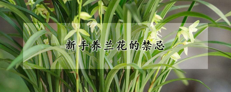 新手養(yǎng)蘭花的禁忌
