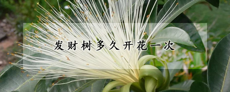 發(fā)財(cái)樹(shù)多久開(kāi)花一次