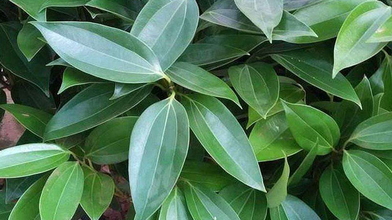 平安樹冬天怎么養(yǎng)才能安全過冬?