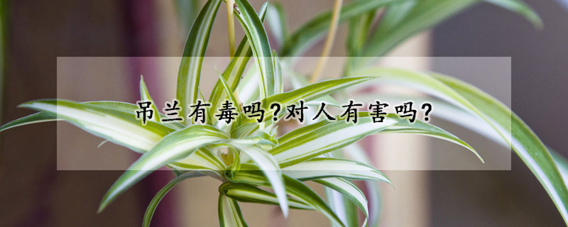 吊蘭有毒嗎?對人有害嗎? 