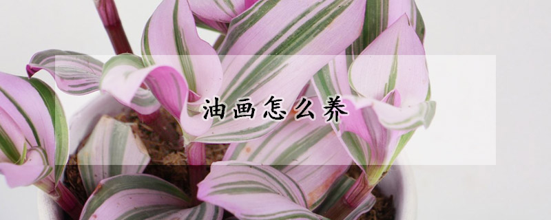 油畫(huà)怎么養(yǎng)