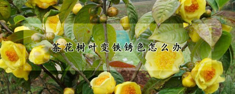 茶花樹(shù)葉變鐵銹色怎么辦