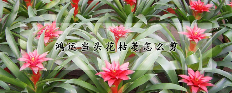 鴻運當(dāng)頭花枯萎怎么剪