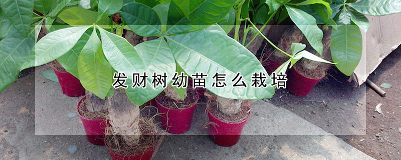 發(fā)財樹幼苗怎么栽培