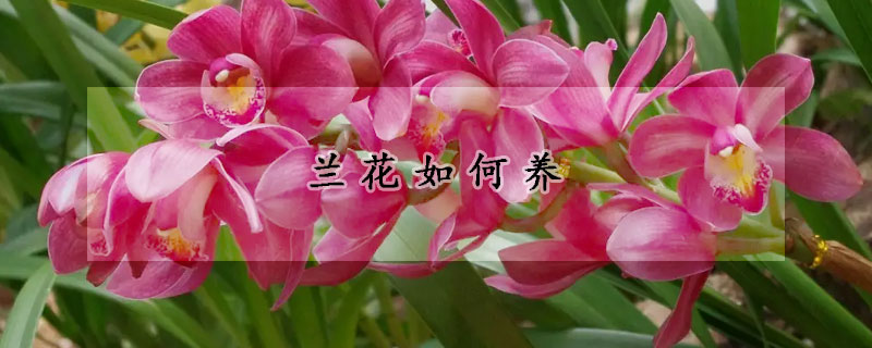 蘭花如何養(yǎng)