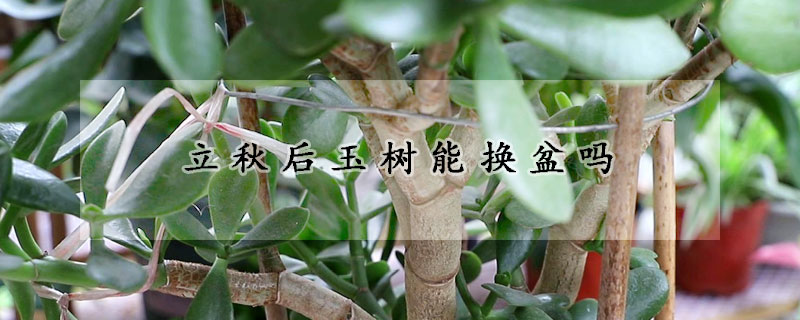 立秋后玉樹(shù)能換盆嗎