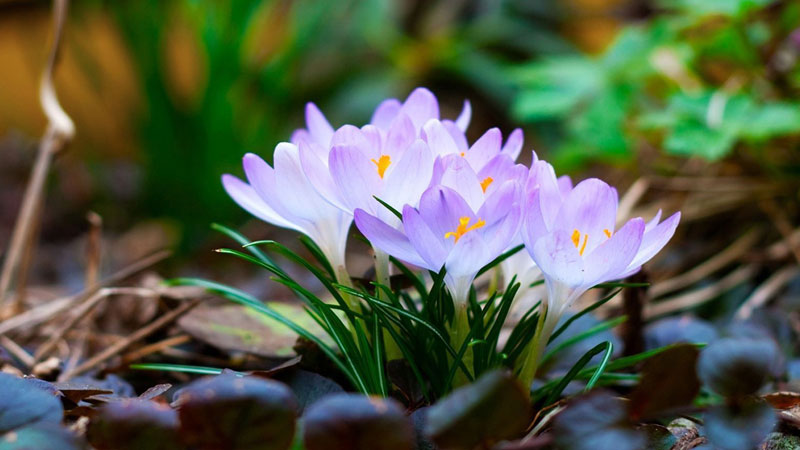 藏紅花怎樣種植