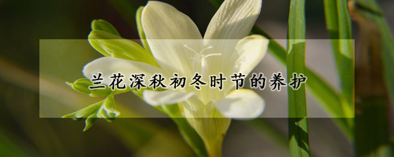 蘭花深秋初冬時(shí)節(jié)的養(yǎng)護(hù)