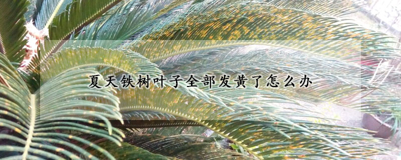 夏天鐵樹(shù)葉子全部發(fā)黃了怎么辦