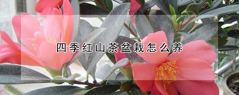 四季紅山茶盆栽怎么養(yǎng)