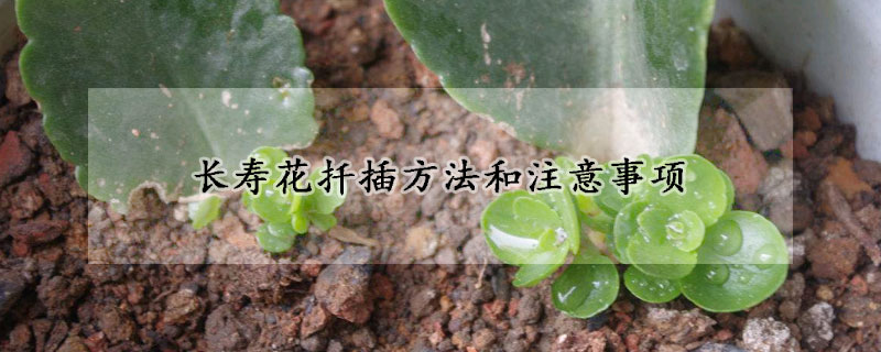 長(zhǎng)壽花扦插方法和注意事項(xiàng)
