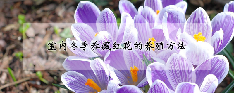 室內冬季養(yǎng)藏紅花的養(yǎng)殖方法