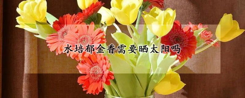 水培郁金香需要曬太陽(yáng)嗎