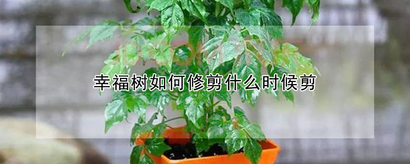 幸福樹如何修剪什么時候剪