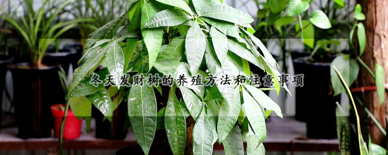 冬天發(fā)財樹的養(yǎng)殖方法和注意事項