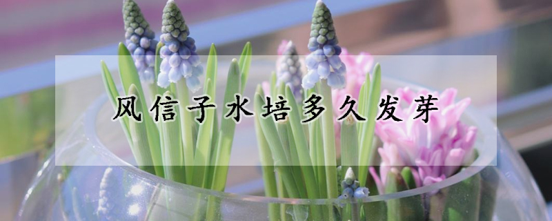 風信子水培多久發(fā)芽