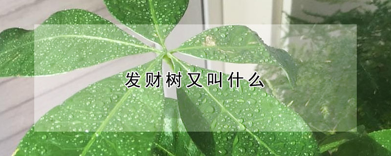 發(fā)財(cái)樹(shù)又叫什么