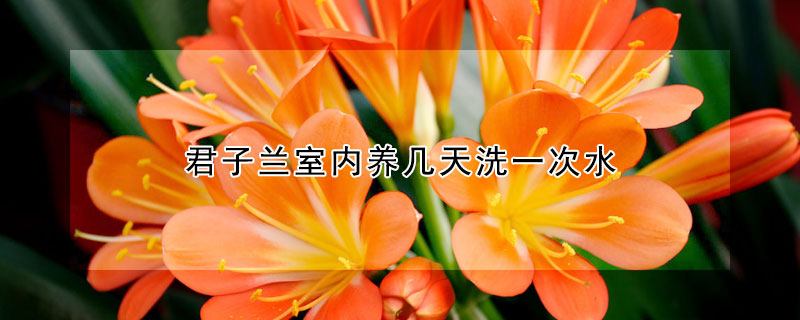君子蘭室內(nèi)養(yǎng)幾天洗一次水