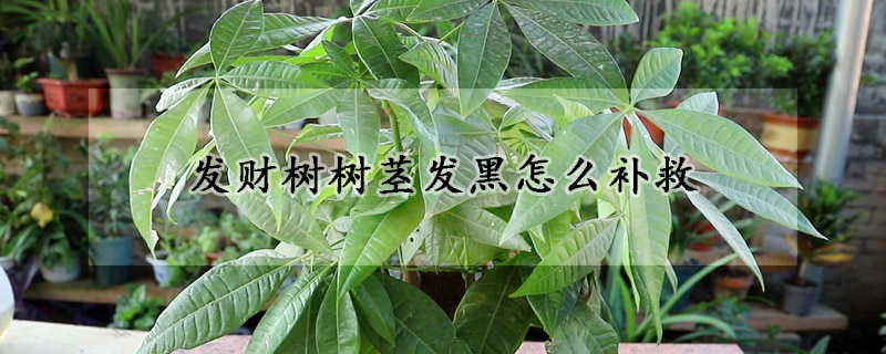發(fā)財(cái)樹樹莖發(fā)黑怎么補(bǔ)救