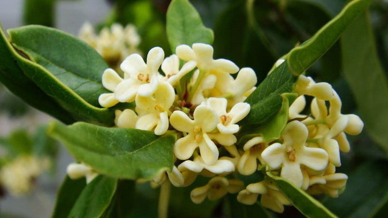 桂花不開花是什么原因