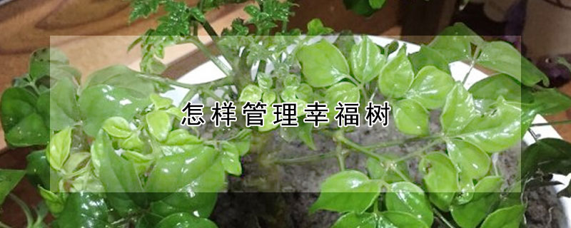 怎樣管理幸福樹(shù)