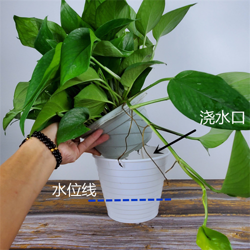 綠蘿葉子發(fā)黃怎么辦:4個處理技巧教你解決