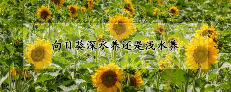 向日葵深水養(yǎng)還是淺水養(yǎng)