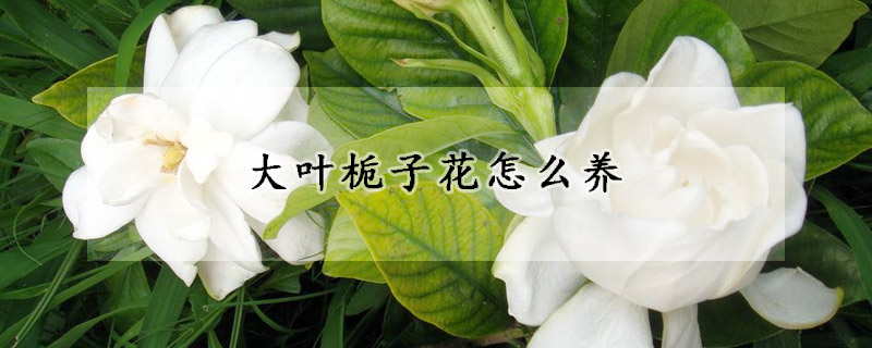 大葉梔子花怎么養(yǎng)