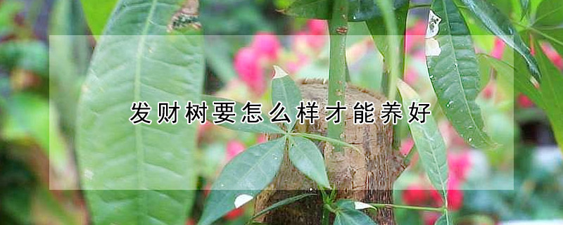 發(fā)財(cái)樹要怎么樣才能養(yǎng)好