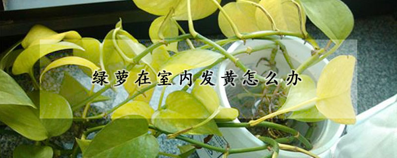 綠蘿在室內(nèi)發(fā)黃怎么辦