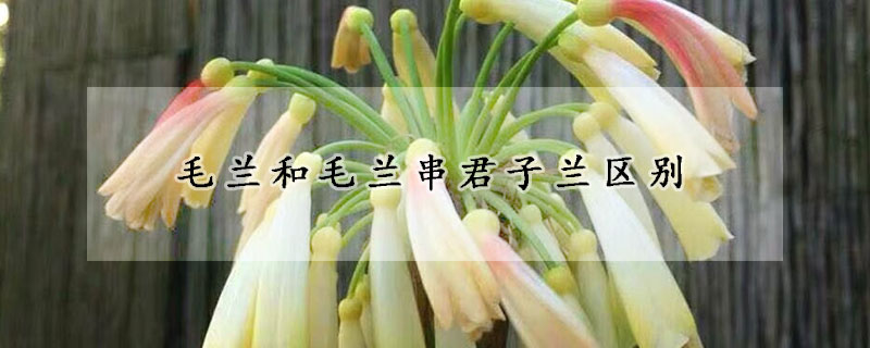 毛蘭和毛蘭串君子蘭區(qū)別